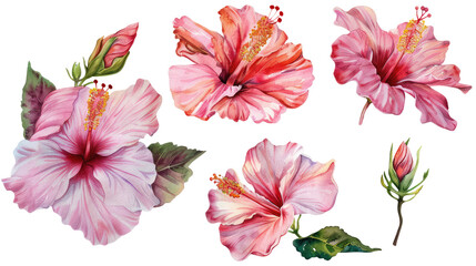 Wall Mural - set of hibiscus flowers clipart isolated on transparent background

