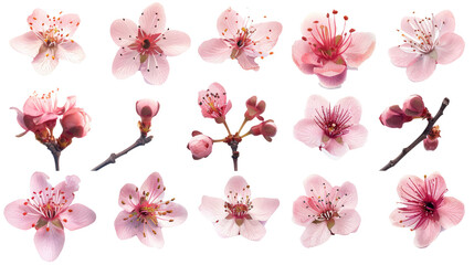 Canvas Print - set of pink flower sakura, cherry, isolated on transparent background