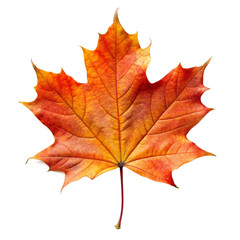 Wall Mural - Autumn Maple Leaf Isolated on White Transparent Background, PNG Element. Red Yellow Maple Fall Leaf