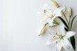© Sergej Gerasimov - Funeral lily on white background, space for text, sympathy condolence card design