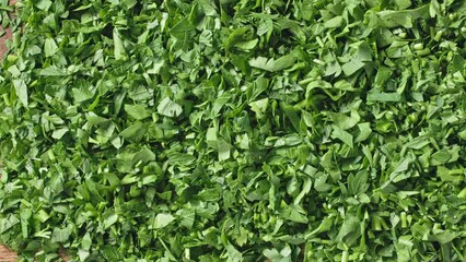 Sticker - Fresh green chopped parsley background, top view, movement to the side. Close-up of food