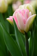 Wall Mural - Field of blooming colorful tulips under the sun