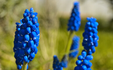 Close-up of blue spring wildflowers growing near lush green grass field