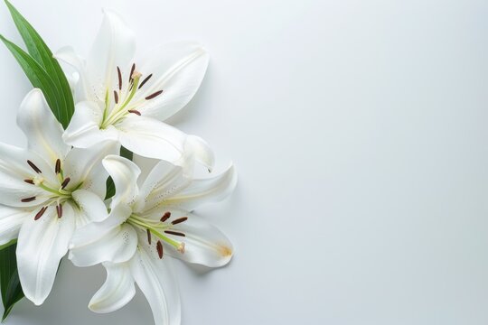 Funeral lily on white background with generous space for text or tribute placement