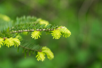 Poster - pine branches