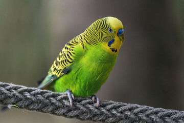  Very beautiful colorful birds and animals’ different types if animals and birds 