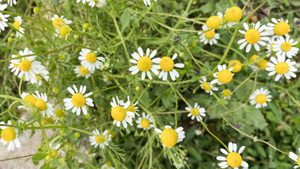 Wall Mural - Flowers growing in a large home greenhouse, under the summer light, warm sun