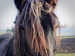 Close-up of a horse with a brown mane on its forehead