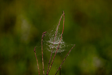 Water droplets from the morning dew on a spiderweb on grass in the meadow