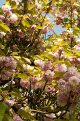 Blooming tree against a blue morning sky