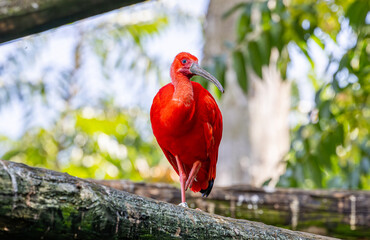 Wall Mural - a bright colored bird sits on a tree branch near the camera