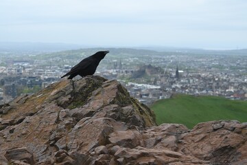 Poster - Tiny bird perched on rock in middle of river