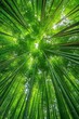 © Mandeep - Vibrant Bamboo Forest: The Symbiotic Power of Nature's Architecture