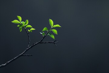 Wall Mural - Single Leaf Sprout: A Sign of Spring