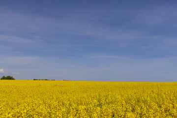 Wall Mural - a monoculture of rapeseed during flowering with yellow flowers