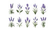 © Dawid - Set of Nine Flat Vector Watercolor Lavender Flowers with Leaves on Isolated Background | Detailed Botanical Illustration and Floral Clipart Collection for Spring Designs