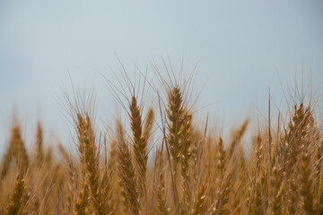 Naklejka na meble 黄金色のムギの穂
