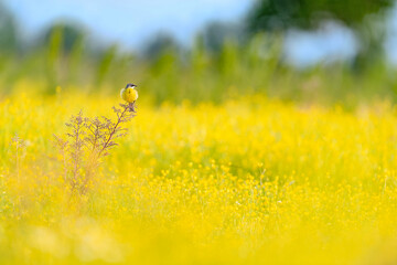 Poster - Fine art photography of Western yellow wagtail in the flowery meadow with blue sky on background (Motacilla flava)