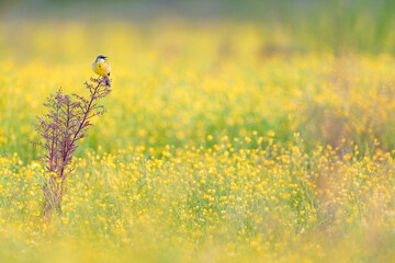 Poster - Western yellow wagtail in the buttercup meadow (Motacilla flava)