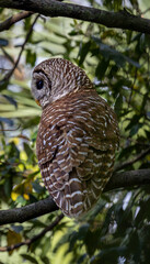 The barred owl.	