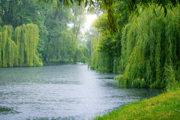 Wall Mural - summer rainy morning idyllic peaceful woodland natural environment landscape wallpaper conceptual photography with sun light and a lot of empty space