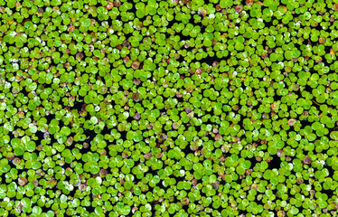 Wall Mural - Lemna minor - the common duckweed or lesser duckweed, is an aquatic freshwater plant