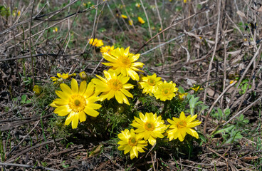 Poster - Adonis vernalis - spring pheasant's, yellow pheasant's eye, disappearing early blooming in spring among the grass in the wild