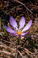 Wall Mural - Ephemeral flowers, primroses in the wild (Colchicum ancyrense)