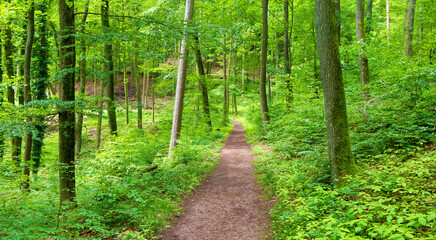  path in a green forest in spring