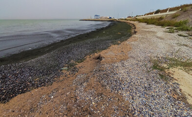 Wall Mural - Accumulation of rotting green algae Cladophora sp. in storm emissions on the seashore