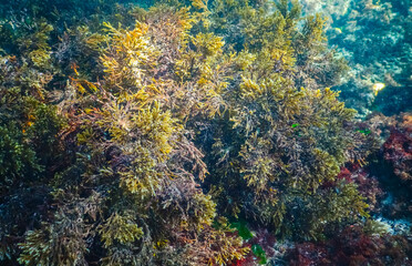 Wall Mural - Thickets sea algae Cystoseira barbata in the coastal zone of the sea