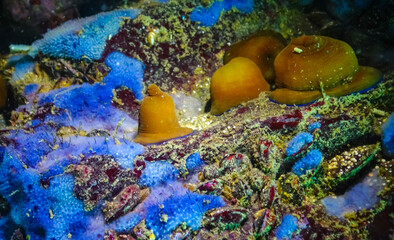 Wall Mural - Beadlet anemone (Actinia equina), sea anemones on underwater rocks