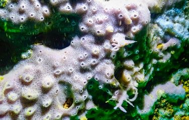 Wall Mural - Sea sponges in underwater caves in Bulgaria, Fauna of the Black Sea