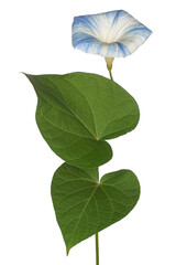 Wall Mural - ipomoea flower isolated