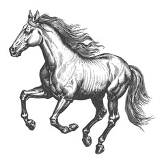 Poster - a horses galloping with engraving style black color only