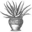 © NikahGeh - Aloe vera tree in the vase with old engraving style black color only