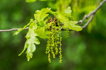 Wall Mural - oak flowers..