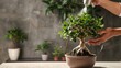 © PaulShlykov - Bonsai care and tending houseplant growth. Watering small tree.
