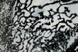 © SAKCHAI - A black and white photo of a tree with white paint splatters on it. The image has a sense of chaos and disorder, with the paint splatters covering the tree in a haphazard manner