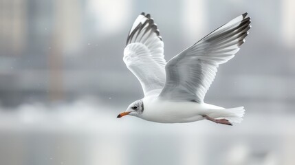 Canvas Print -  A seagull flying over a clear body of water features a cityscape in the background The image showcases a sharp building and a crisp reflection on the water in the foreground