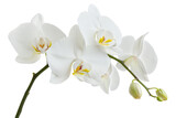 White Orchid Branch isolated on transparent background