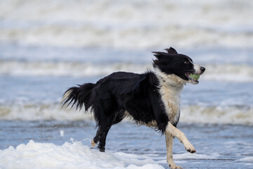 Border collie dog running in the water and enjoying the sun at the sand beach. Dog having fun at sea in summer.        
