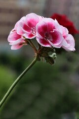 Wall Mural - red and pink flowers of geranium potted plant close up