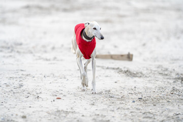 Wall Mural - The English Greyhound, or simply the Greyhound dog,  at the beach enjoying the sun, playing in the sand at summertime wearing a coat