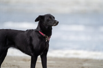 Wall Mural - black dog on the beach having fun