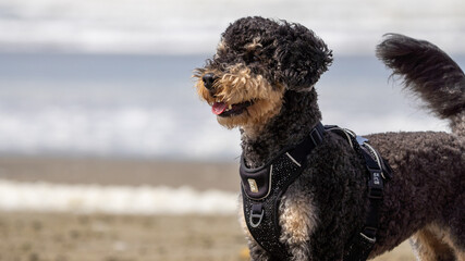 Wall Mural - airedale terrier on the beach having fun