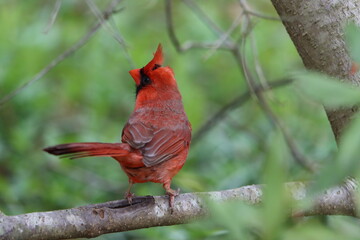 Wall Mural - Rear view of a male northern cardinal