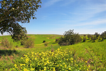 Canvas Print - The huge field