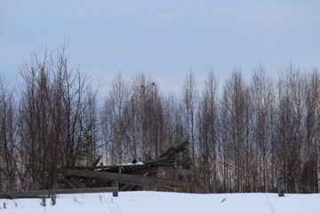 two black grouse sit on the top of a birch tree on an early march morning