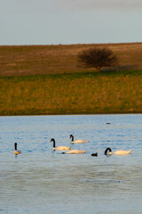 Wall Mural - Black necked Swan swimming in a lagoon, La Pampa Province, Patagonia, Argentina.